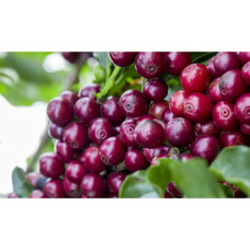 Робуста Индия Черри 500 г. India Cherry, 168-65104