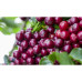 Робуста Индия Черри 500 г. India Cherry, 168-65104