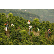 Арабика Бразилия Сантос (Arabica Brazil Santos) 500г. ЗЕЛЕНЫЙ кофе, 168-65647